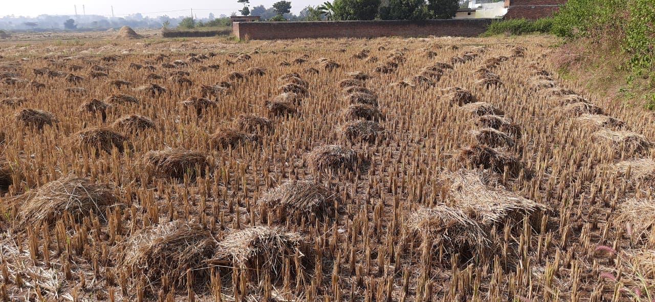 पैक्स में धान बेचने की बाट जोह रहे रामगढ़ के किसान, आधी कीमत पर धान खरीद ले रहे बिचौलिये
