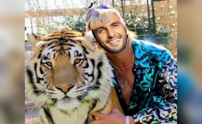 Ranveer Singh ने बाघ के साथ शेयर की एडिटेड फोटो, Deepika Padukone ने कहा - ज्यादातर वक्त ऐसे ही तो होते हो...