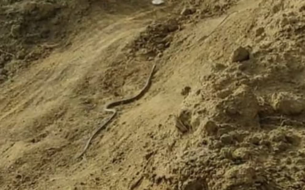 मेदिनीनगर शहर में फिर निकला Rat Snake, किसानों के इस साथी को रेस्क्यू टीम ने पकड़ कर जंगल में छोड़ा