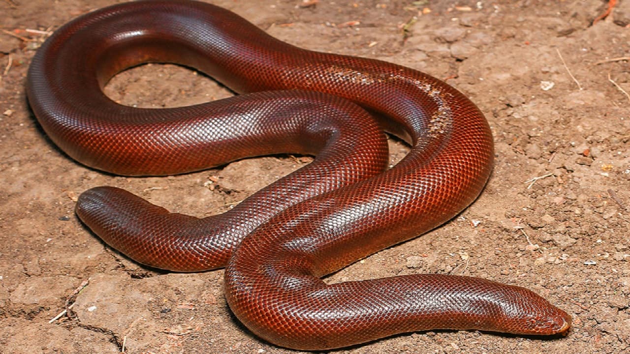 बिहार में जज के सामने पेश हुआ करोड़ों की कीमत वाला विषैला दोमुंहा सांप, जानें कैसे मिली नयी जिंदगी...