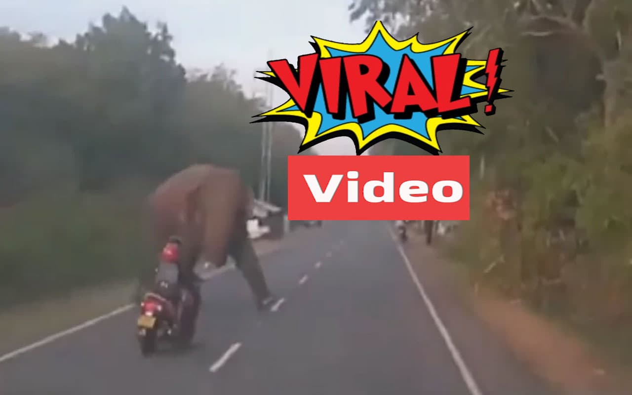 Viral Video: मौत को चकमा देकर बच निकला हाथी, महिला ड्राइवर से ऐसे बचाई अपनी जान, देखें वायरल वीडियो