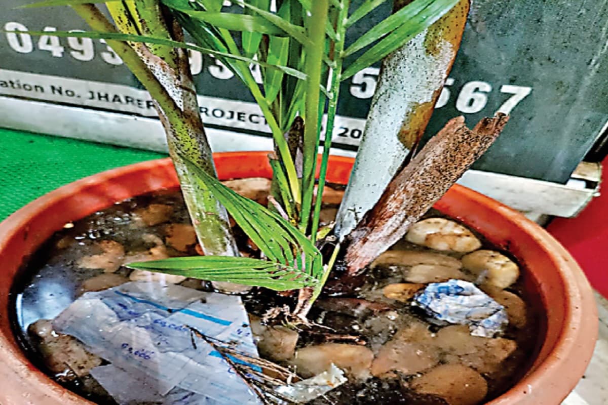 रिम्स प्रबंधन लापरवाह, परिसर में जगह जगह पानी जमा, डेंगू का लार्वा पनपने का मंडरा रहा है खतरा