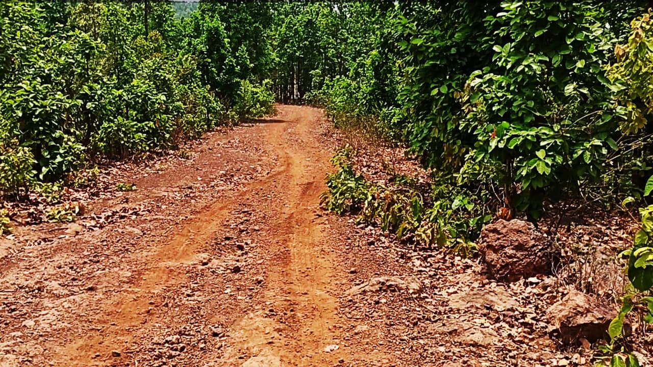 झारखंड : आजादी के 75 सालों बाद भी पहाड़िया लोगों तक नहीं पहुंची सरकारी नजर, मूलभूत सुविधाओं से भी हैं वंचित