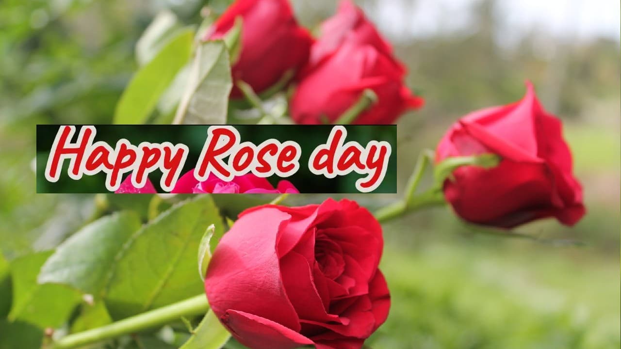 Happy Rose Day: आज अपने पार्टनर को गुलाब देने से पहले जान लें, कौन से रंग के गुलाब का क्या मतलब होता है ?