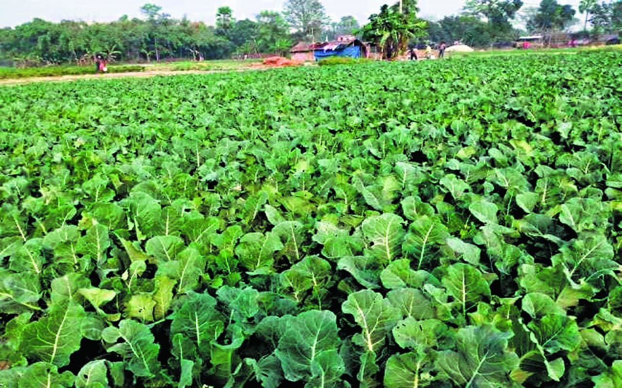 झारखंड में बैंकों से कर्ज मिलने के बाद सुधर रही किसानों की दशा, पारंपरिक खेती के अलावा भी खुली नयी राह