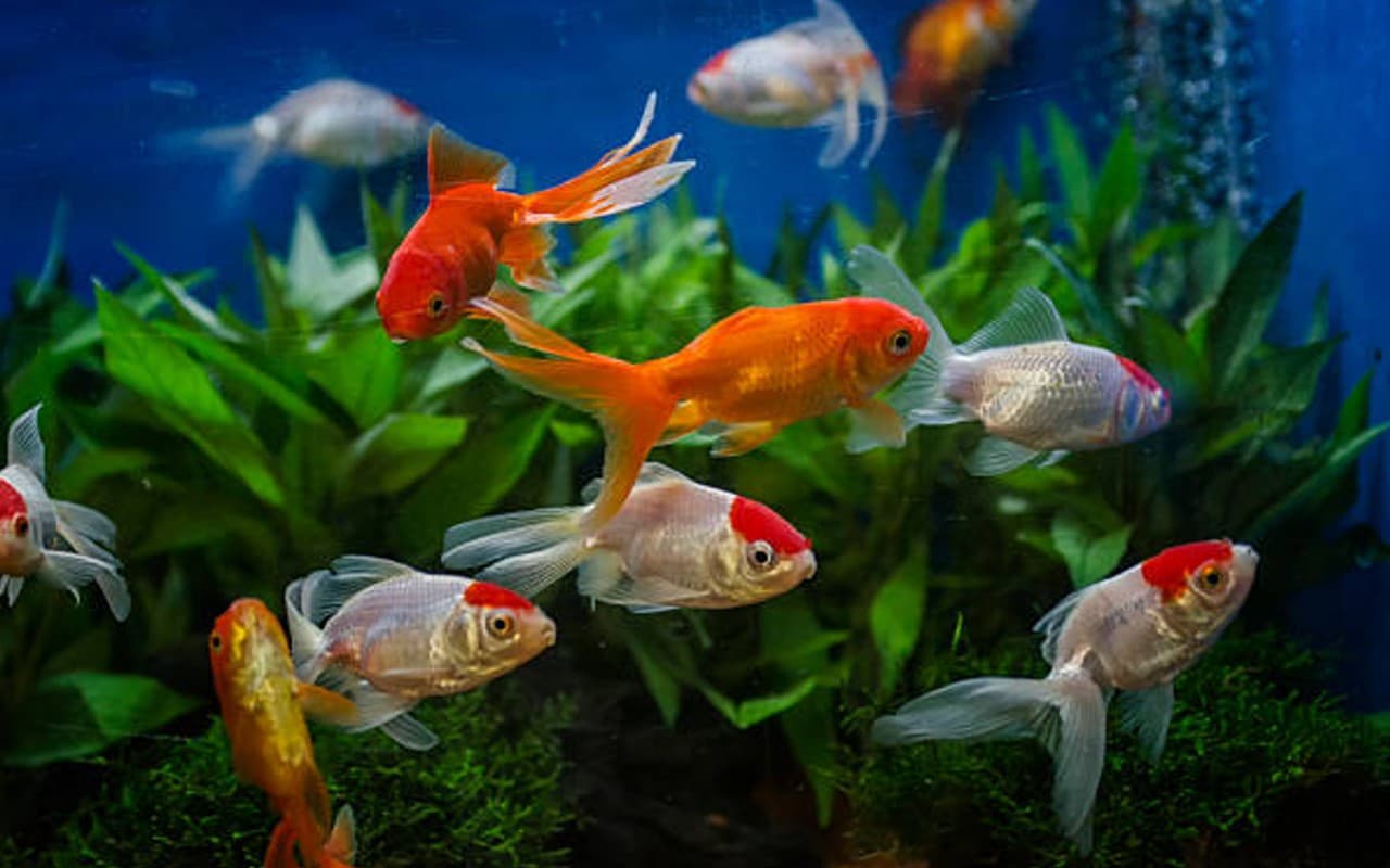 नए साल के पहले दिन खरीदें ये चीजें, तरक्की के साथ खुलेंगें किस्मत के रास्ते