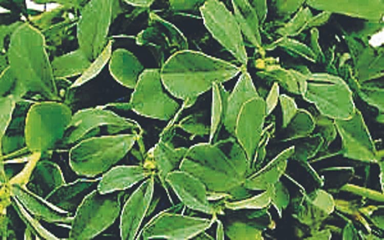 झारखंड में पाये जाते हैं 70 से अधिक किस्म के साग, देखें तस्वीरें