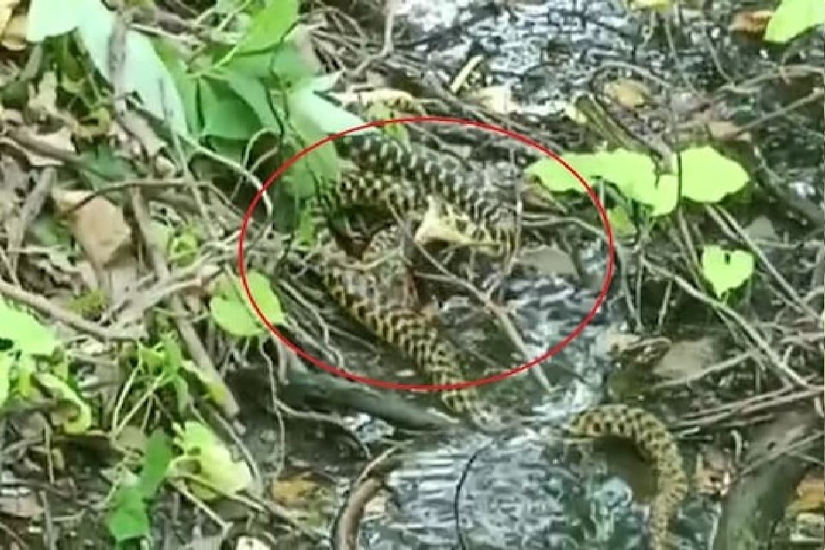 Two snakes fight for a frog: एक मेंढक के लिए दो सांप के बीच क्या हुआ, देखिए इस  videos में