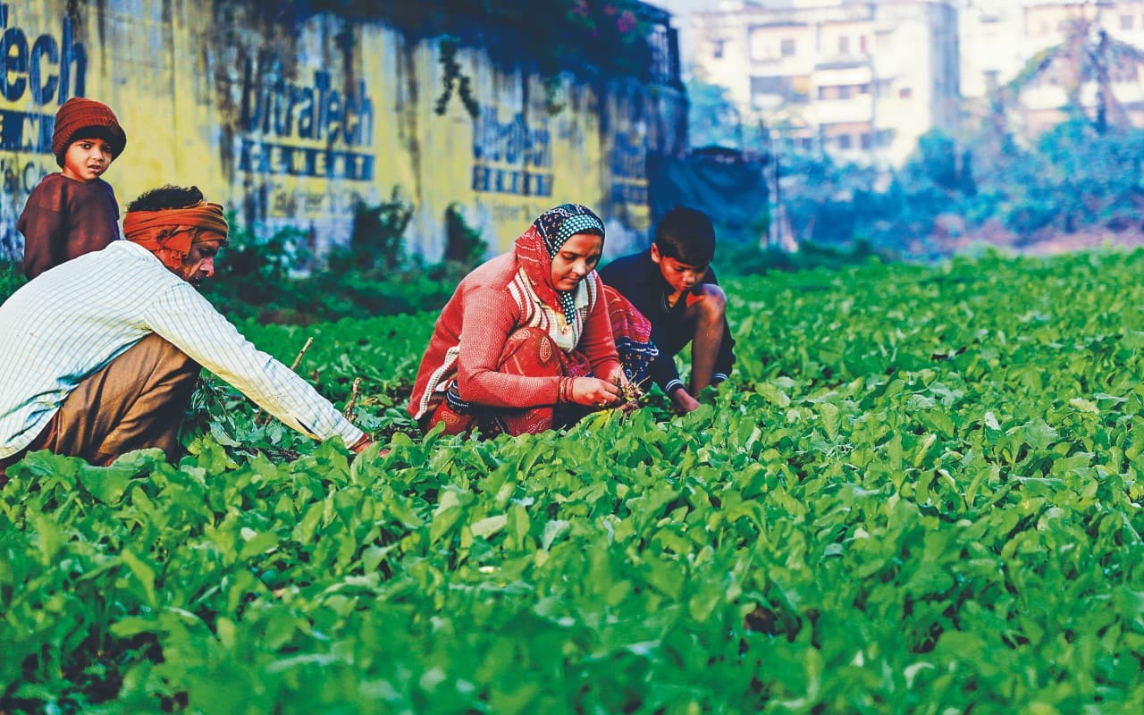 Saag Benefits in Winter: सर्दियों में साग खाने के हैं कई फायदे, इन बीमारियों से रहेंगे दूर