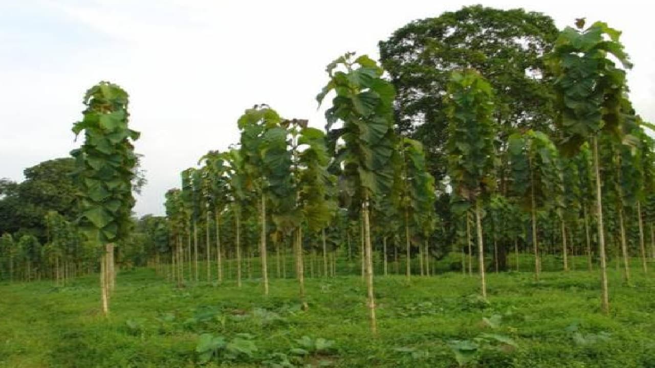 सागवान की खेती से मालामाल हो सकते हैं किसान, कम लागत में होगा ज्यादा मुनाफा