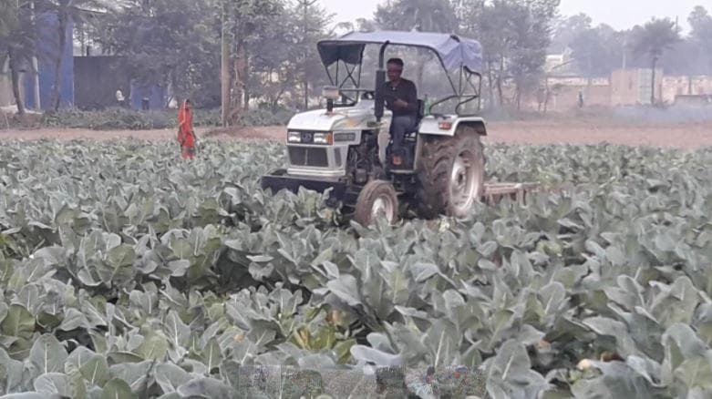 MSP पर गारंटी की बात कर रही सरकार, लेकिन सही कीमत नहीं मिलने से खड़ी फसल पर ट्रैक्टर चला दिया किसान