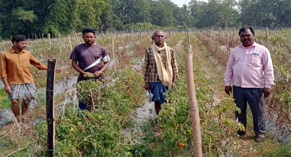 Jharkhand News : बंजर जमीन को उपजाऊ बनाकर कर रहे जैविक खेती, आज भी विस्थापन का दंश झेल रहे संताली परिवार