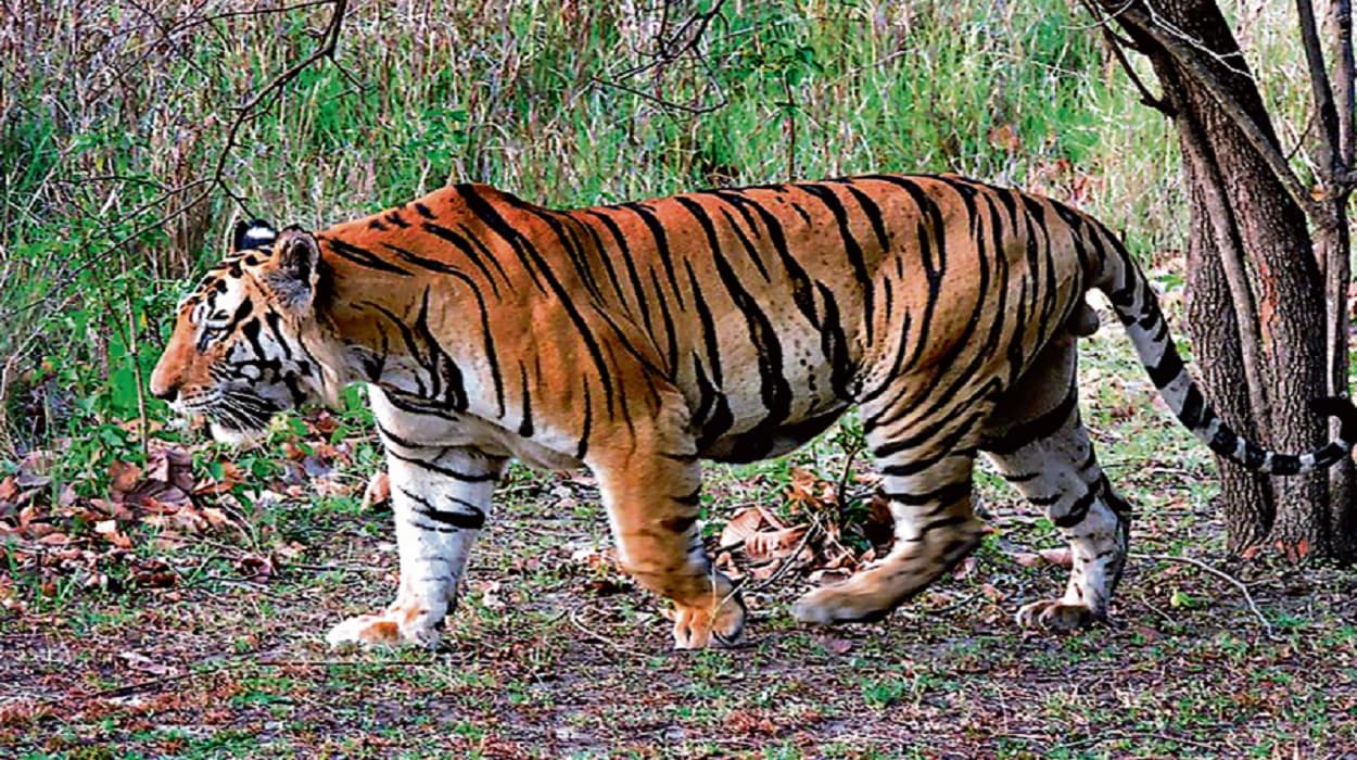 World Environment day 2022: जानिए सारंडा के बाघमारी ‘भीमा’ की कहानी