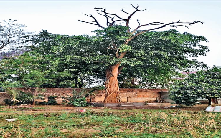 Sarhul Festival: सिरमटोली सरना स्थल को बचाने के लिए हुई थी सरहुल शोभायात्रा की शुरुआत