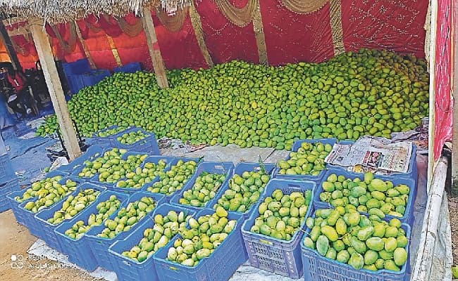 मुजफ्फरपुर की लीची के बाद, अब भागलपुर के जर्दालु आम का स्वाद चखेगी दुनिया, विदेशी बाजार में पहली खेप रवाना