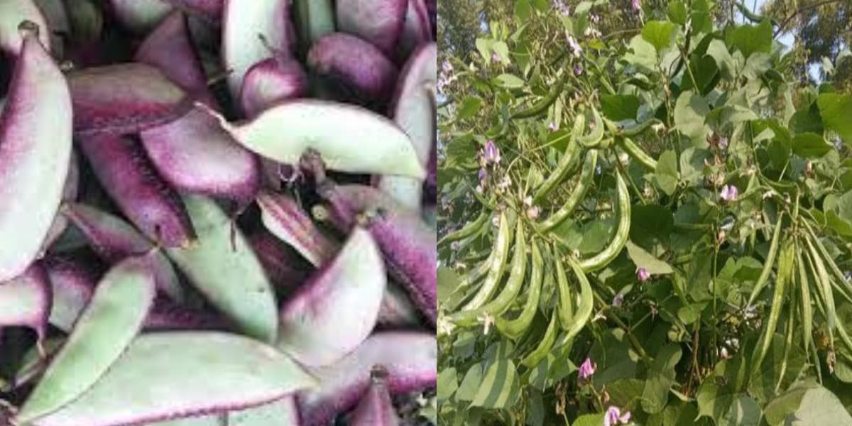 Beans Benefits: सेहत के लिए बेहद फायदेमंद है आयरन, फाइबर से भरपूर सेमफली, वजन कम करने में मिलती है मदद