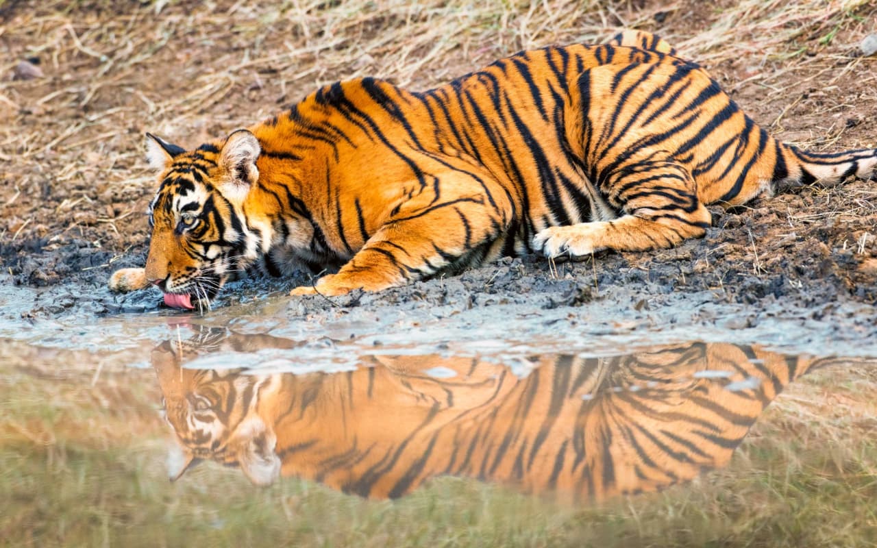 मध्य प्रदेश में सबसे अधिक बाघों की संख्या, दूसरे स्थान पर कर्नाटक, जानें अन्य राज्यों का हाल