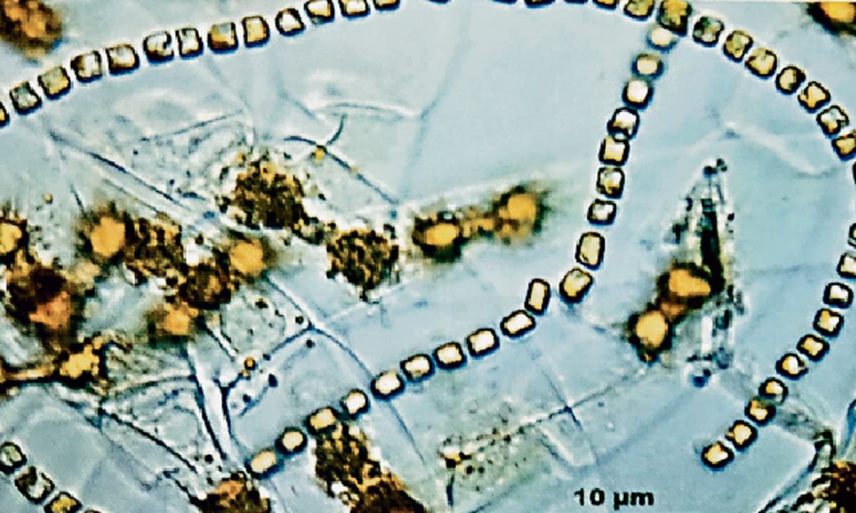 Jharkhand News: झारखंड के जामताड़ा में मिला नीले रंग का अनोखा शैवाल, जानें क्या है इसकी खासियत