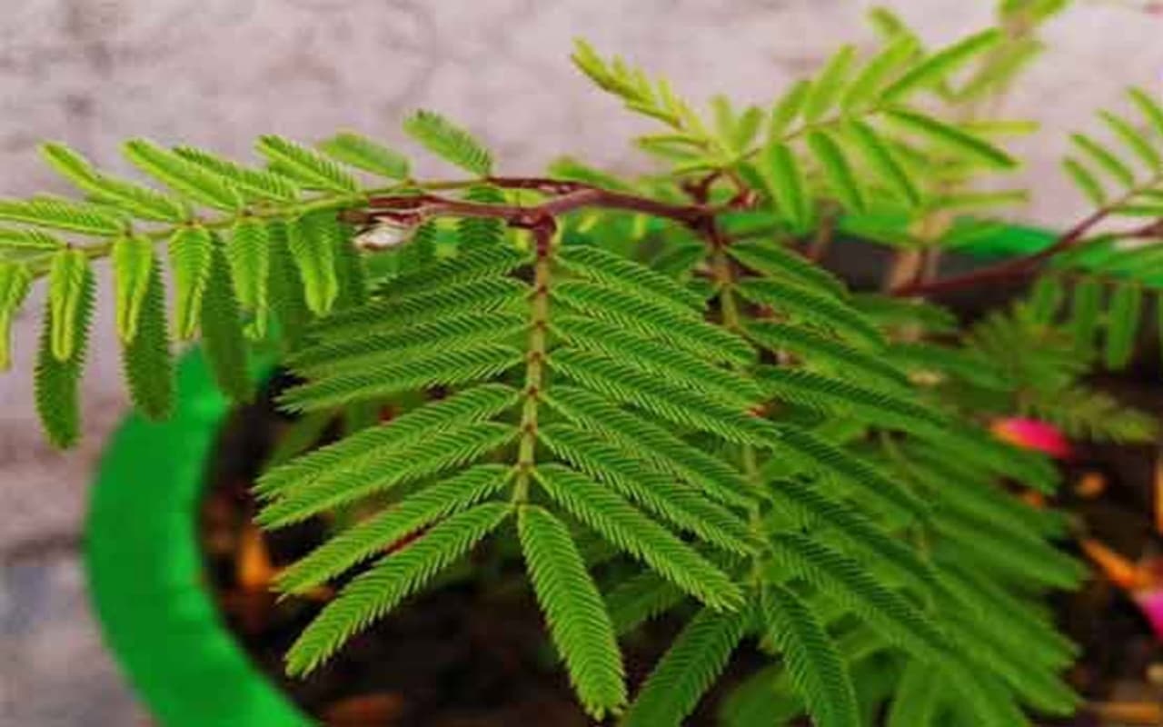 इन पौधों को लगायें घर के मुख्य द्वार पर, बरसेगा अपार धन