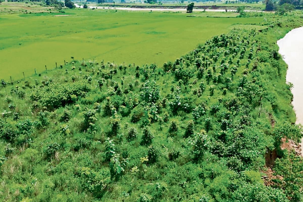 Jharkhand News: कभी विरान पड़ा रहने वाला शंख नदी का किनारा अब बन गया घना जंगल, खूबसूरती देखते ही बनती है