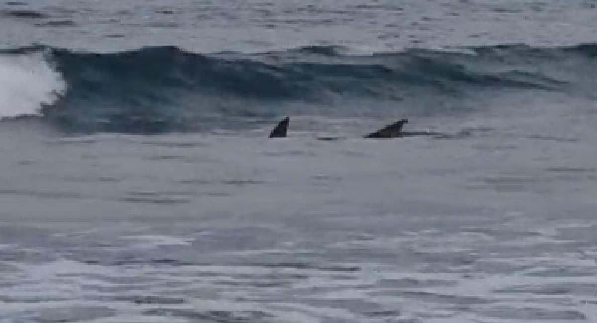 OMG! समंदर में शार्क ने तैराक पर किया हमला, दो टुकड़े कर निगल गई, खून से पानी हो गया लाल