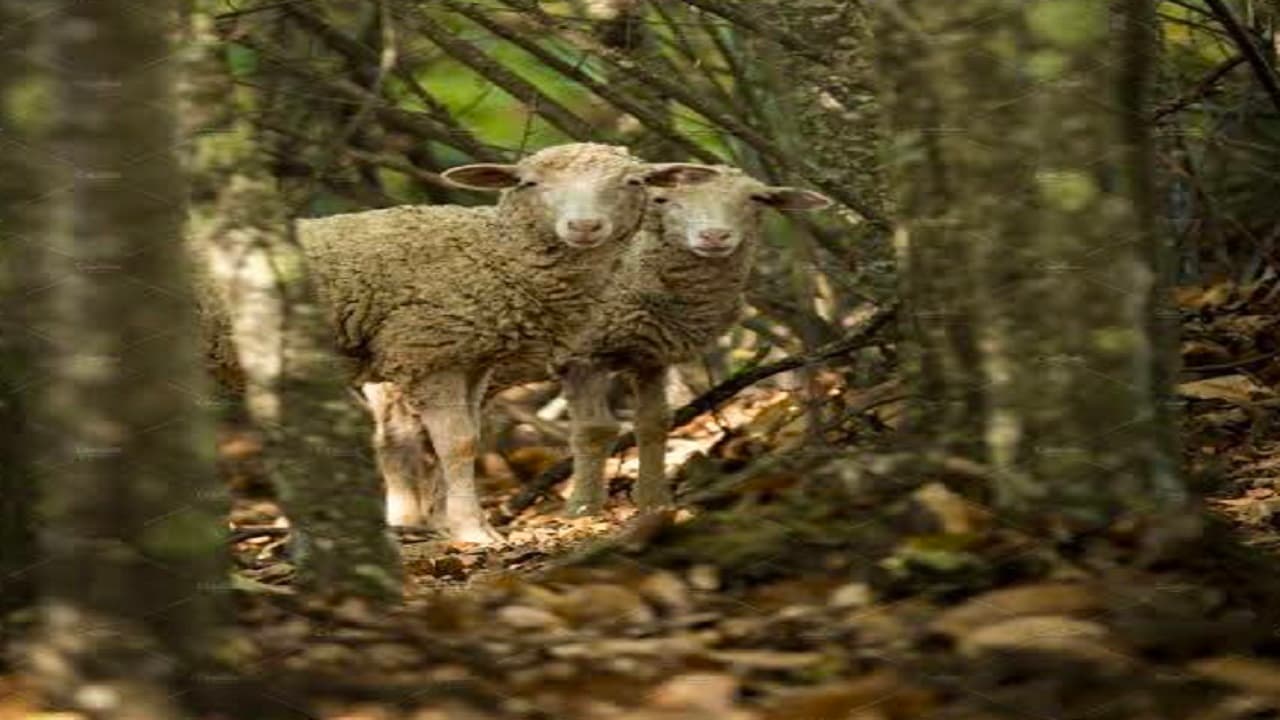 Bihar News: बिहार के गया में मौसम की मार से 150 भेड़ों की मौत, बारिश के दौरान दिल दहलाने वाली घटना