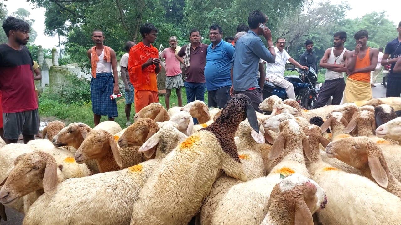Bihar: जहानाबाद में तेज रफ्तार वाहन ने तीन दर्जन भेड़ व पशुपालक को रौंदा, पुलिस पर अमानवीय एक्शन का आरोप