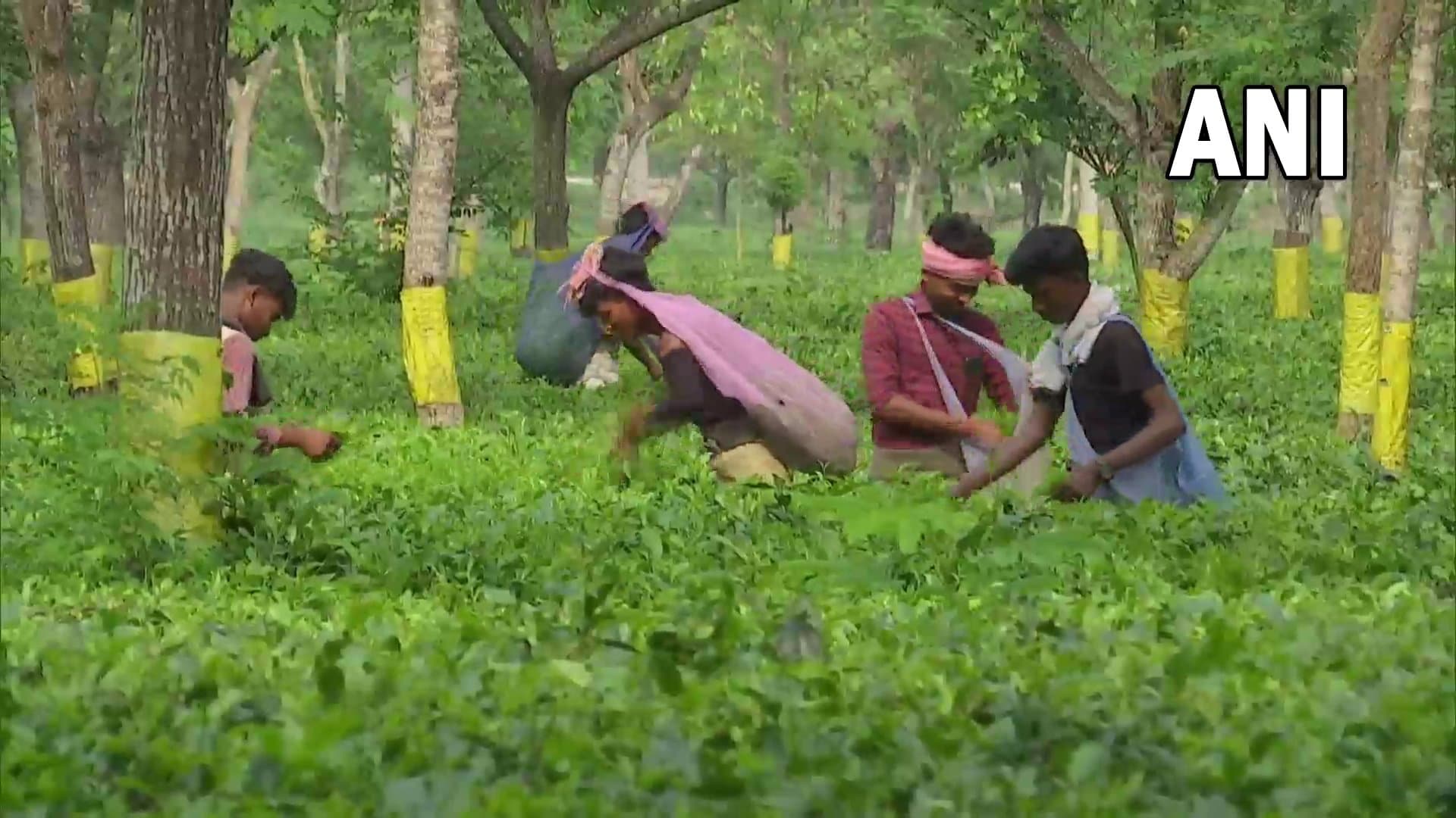 Sri Lanka Economic Crisis: श्रीलंका के संकट से भारत को हो रहा है ये लाभ, जानें वहां के कैसे हैं हालात