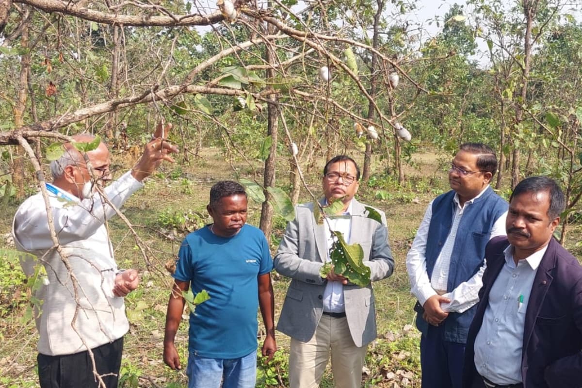 झारखंड: केंद्रीय रेशम बोर्ड के सदस्य सचिव पी शिवकुमार ने तसर कोसा के घटते उत्पादन पर जतायी चिंता, कही ये बात