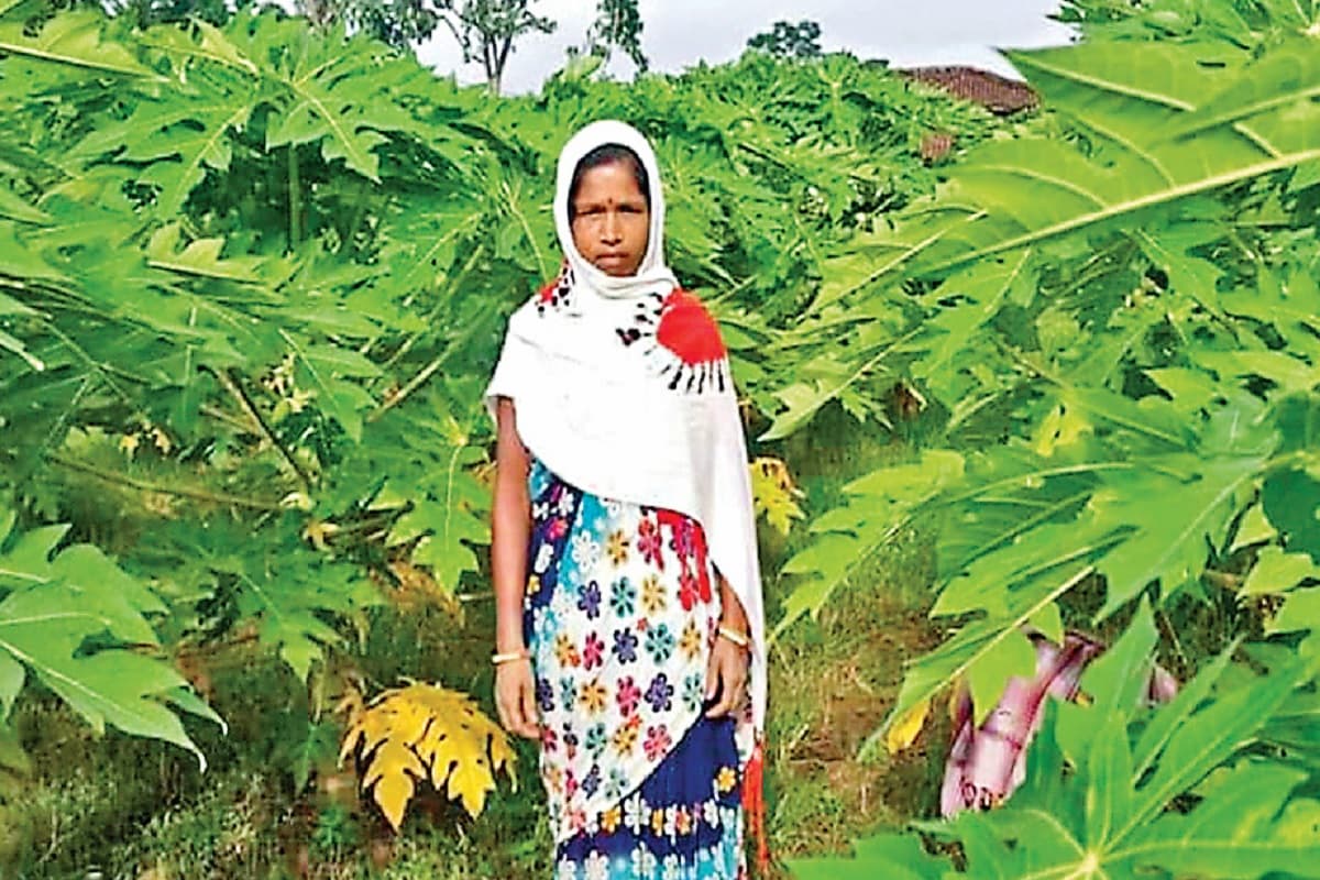 किसानों के लिए प्रेरणाश्रोत बनीं गुमली की सीता देवी, पपीता की खेती से बदली जिंदगी