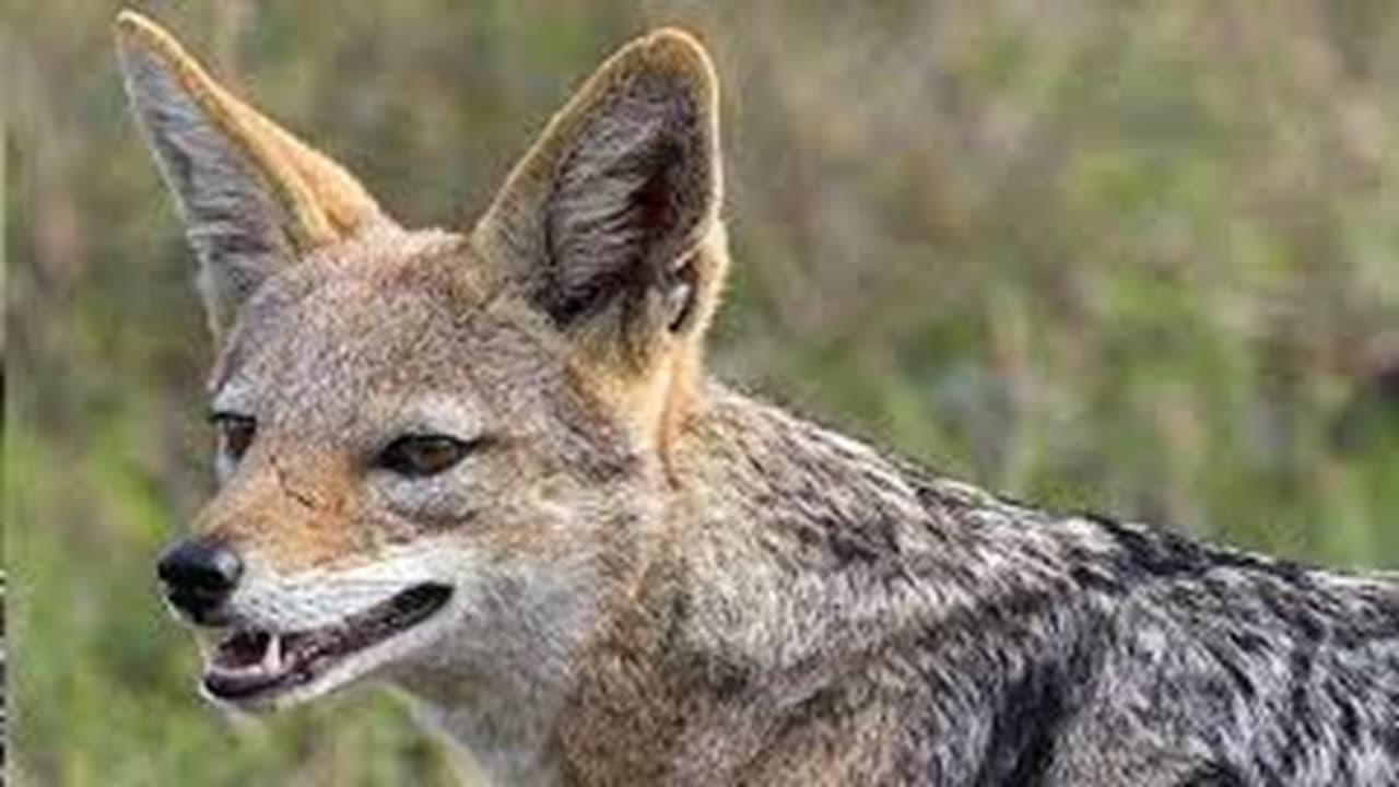 बिहार: बगहा में सियारों ने आधा दर्जन से अधिक लोगों पर किया हमला, महिला का टूटा जबड़ा