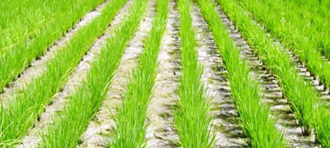 एमए टॉपर जावरा उरांव 20 वर्षों से कर रहे खेती, खेती करके पढ़ाई पूरी की