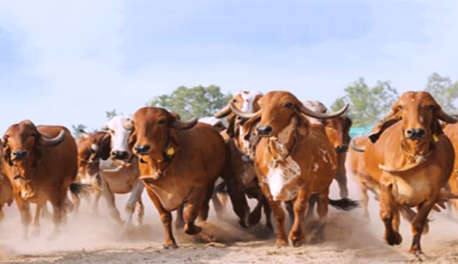 यूजीसी ने विश्वविद्यालयों के छात्रों को 'स्वदेश गाय विज्ञान' परीक्षा में भाग लेने के लिए उपकुलपतियों को लिखा पत्र, ...जानें पूरी बात