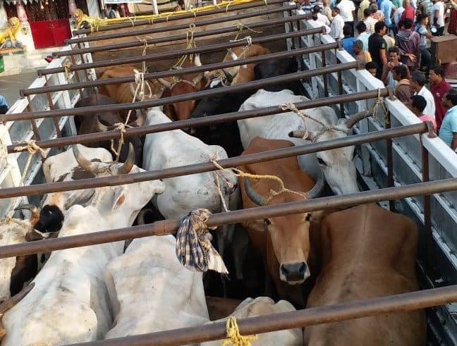 तस्करी के छह मवेशी सहित पिकअप जब्त