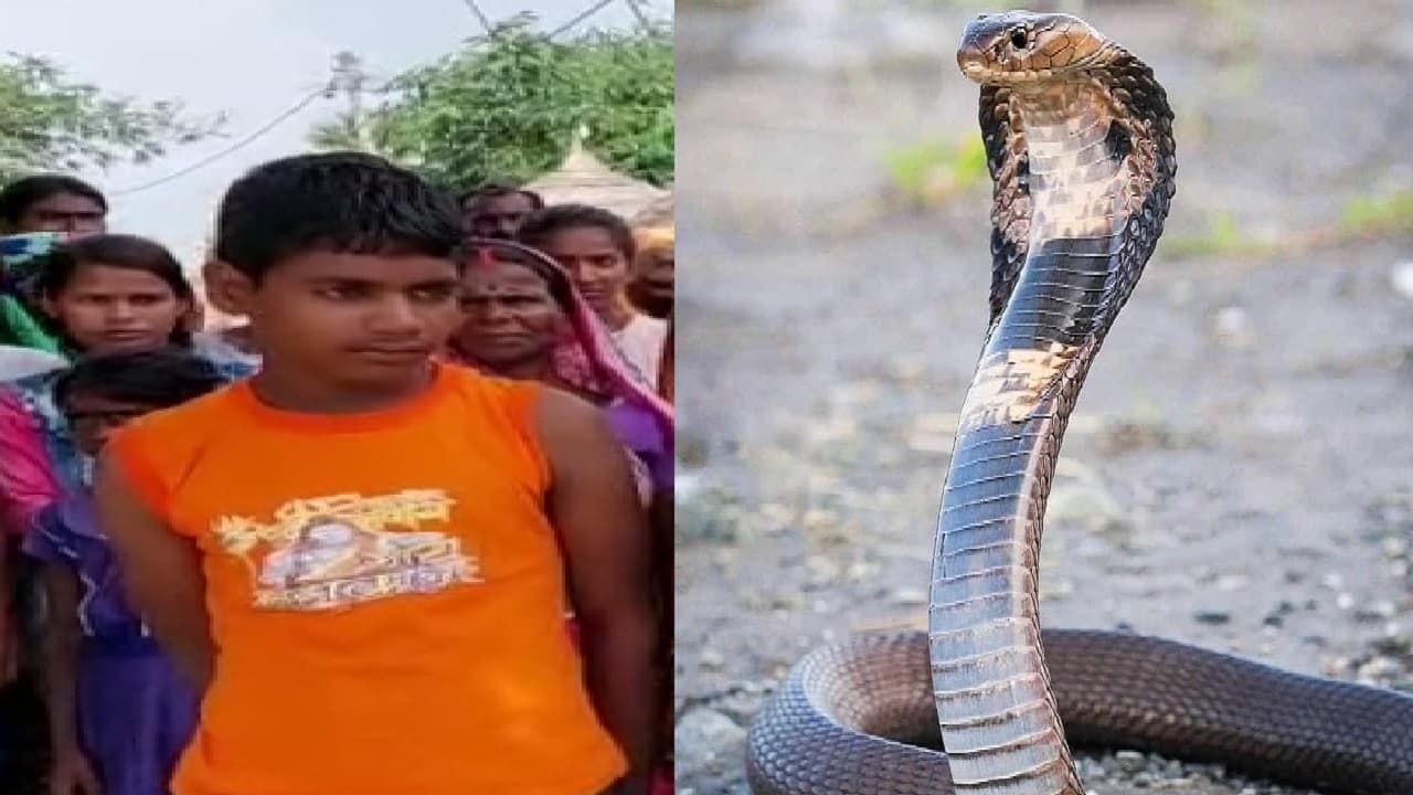 बिहार के भागलपुर में फिर मिला विषैला रसेल वाइपर सांप, काटते ही सड़ने लगता है अंग, चंद सेकेंड में मौत तय