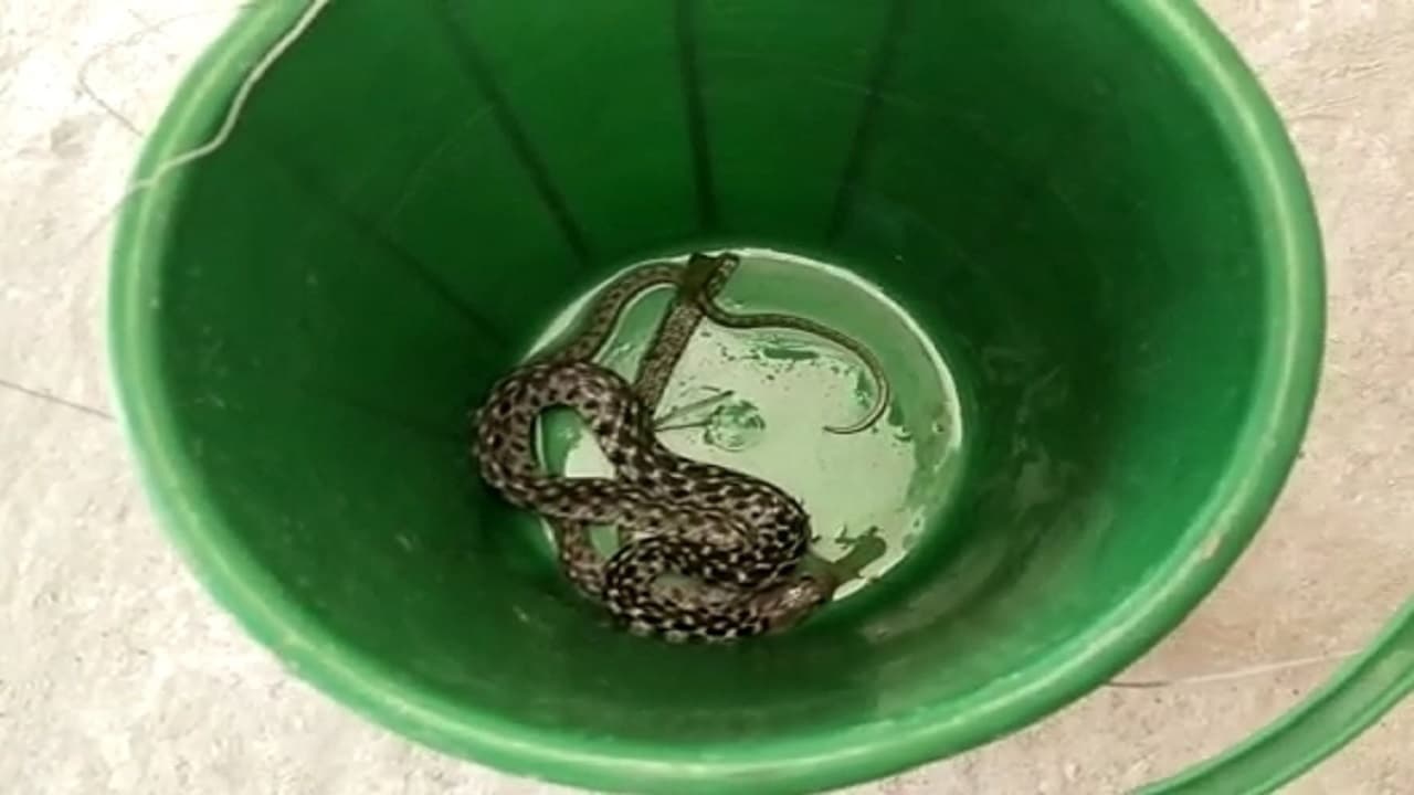 Varanasi news: चलती कार में गियर बॉक्‍स के पास बैठा था सांप, नजर पड़ते ही हाइवे पर मच गया हड़कंप