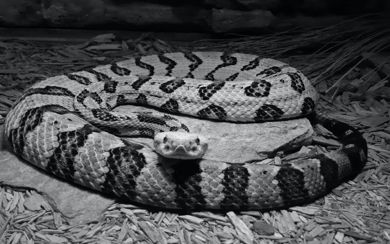 Photos: अगर आपको सपने में सुनहरे रंग का सांप दिखे तो हो जायें सावधान, ये हो सकता है संकेत