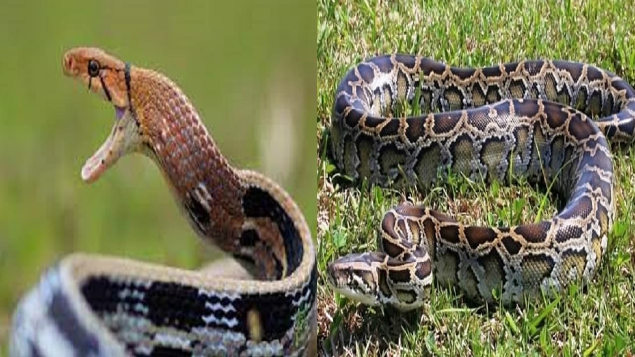 Snake Bihar: गर्मी में बिलबिला रहे सांप, शिक्षक के दरवाजे पर रंग बदलने वाला तो BDO आवास से जोड़ा अजगर निकला