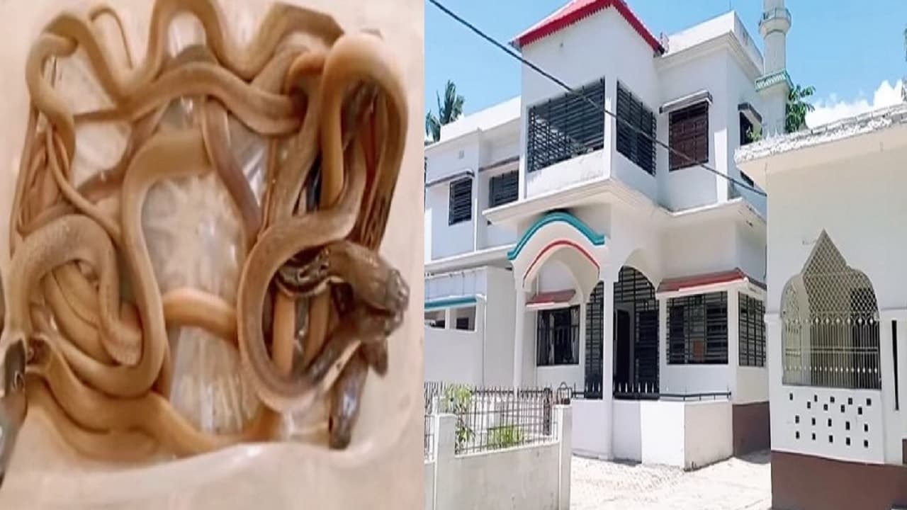 बिहार: Aimim विधायक के घर में मिले 50 से अधिक कोबरा सांप, अख्तरुल ईमान के घर पहुंचा सपेरा भी रह गया दंग