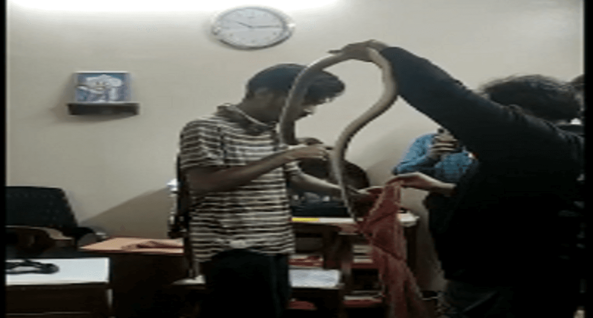 बंबई हाई कोर्ट में जज के कमरे में घुसा सांप, हंगामा