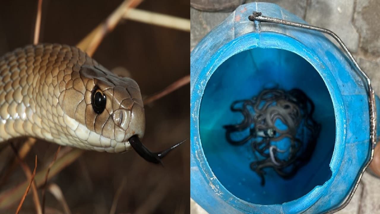 Snake News: बिहार के एक घर में छिपे थे 60 से अधिक विषैले सांप, मारते- मारते थक गए ग्रामीण, जानें फिर क्या हुआ