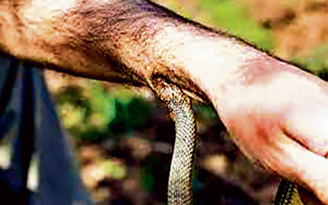 जमशेदपुर में सांपों का आतंक, जून माह में 44 लोगों को काटा