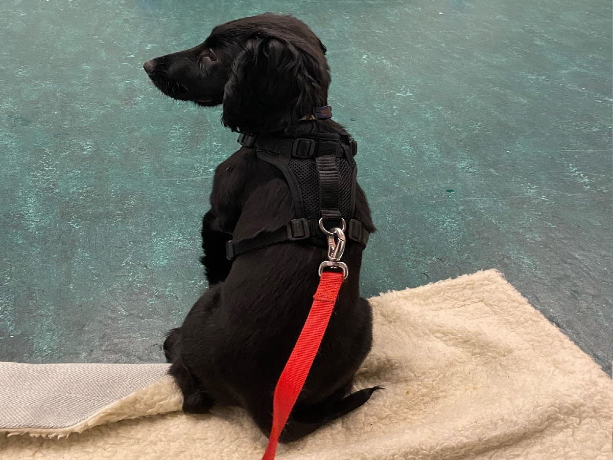 अब sniffer dogs करेंगे कोरोना संक्रमितों की पहचान! ट्रेंड डॉग्स सूंघकर बता देंगे पॉजिटिव है या निगेटिव