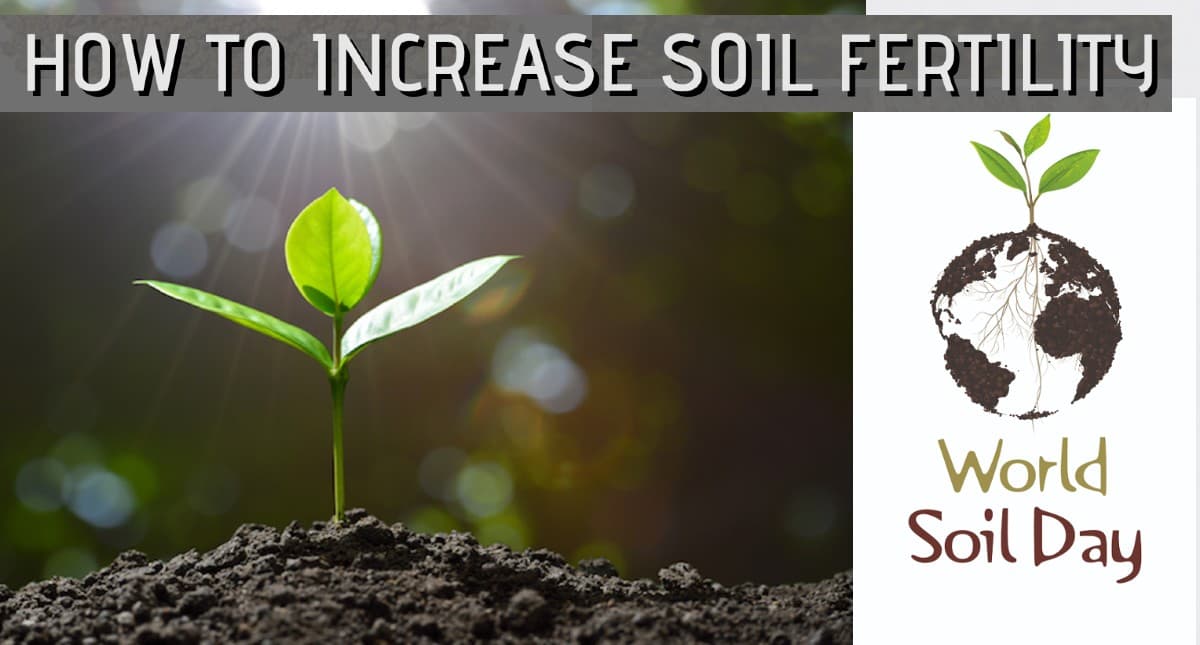 World Soil Day 2021: कल मनाया जाएगा विश्व मृदा दिवस, जानें मिट्टी की उर्वरता शक्ति को बनाए रखने का आसान तरीका