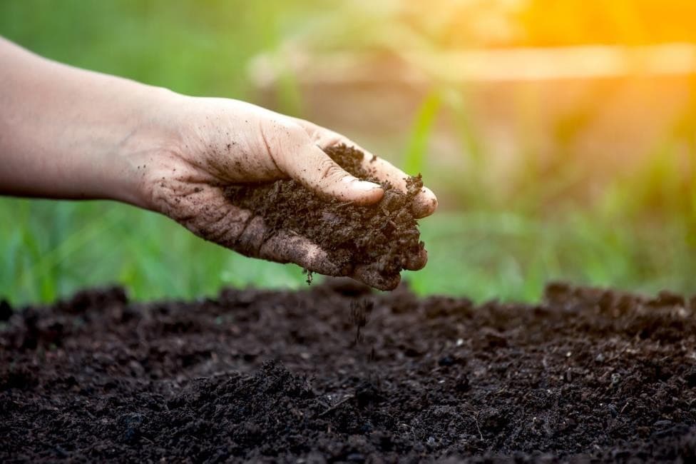 World Soil Day 2023: विश्व मृदा दिवस क्यों मनाया जाता है? जानिए इसका इतिहास, महत्व और इस साल का थीम