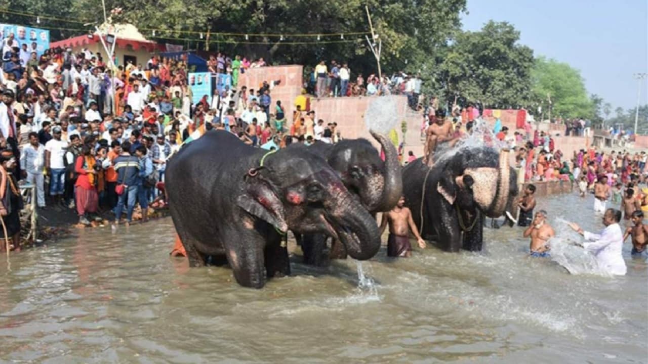 बिहार में 25 नवंबर से लगने जा रहा एशिया का सबसे बड़ा पशु मेला, देसी-विदेशी नस्ल के घोड़ों की लगेगी बोली
