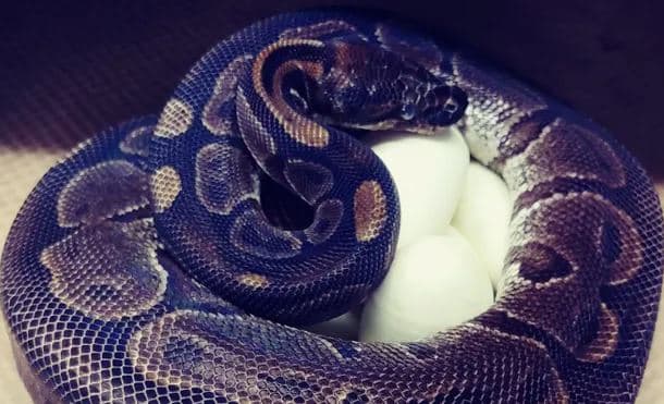 62 साल की मादा अजगर ने 20 सालों तक नर के संपर्क में आए बिना दिए अंडे, वैज्ञानिक भी हैरान