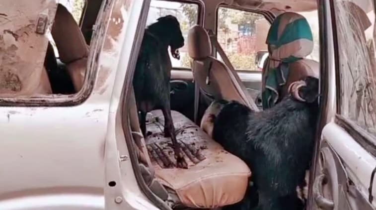 वैशाली से बेतिया जा रही स्कॉर्पियों से बरामद हुए 25 बकरे, पुलिस के हत्थे चढ़े चार शातिर चोर