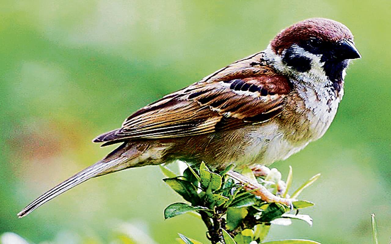 World Sparrow Day : बिहार के राजकीय पक्षी का अस्तित्व खतरे में, रखें दाना-पानी, होगी गौरैया की घर वापसी