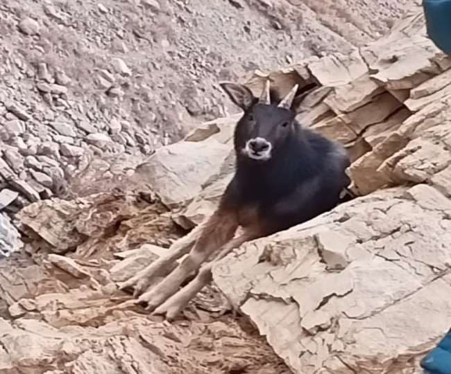 लाहौल-स्पीति में पहली बार दिखा दुर्लभ हिमालयन सीरो